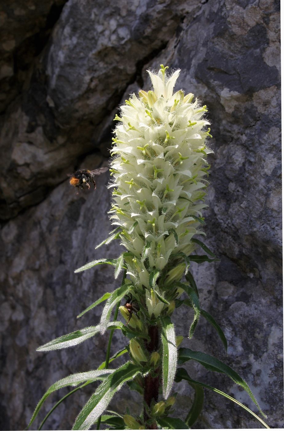 Image of Campanula thyrsoides var. carniolica specimen.