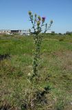 Cirsium ciliatum