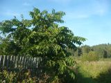 Juglans mandshurica