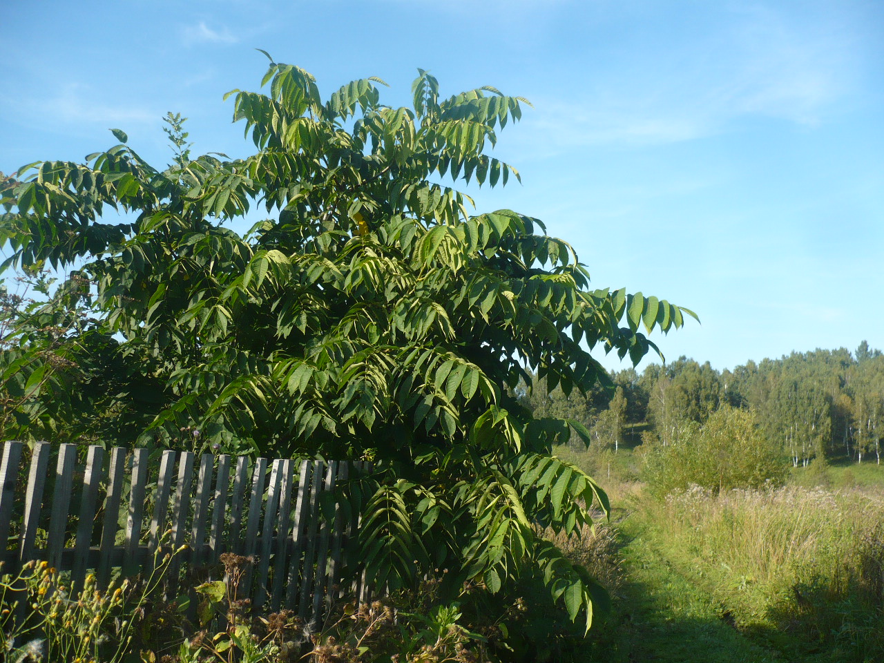 Изображение особи Juglans mandshurica.