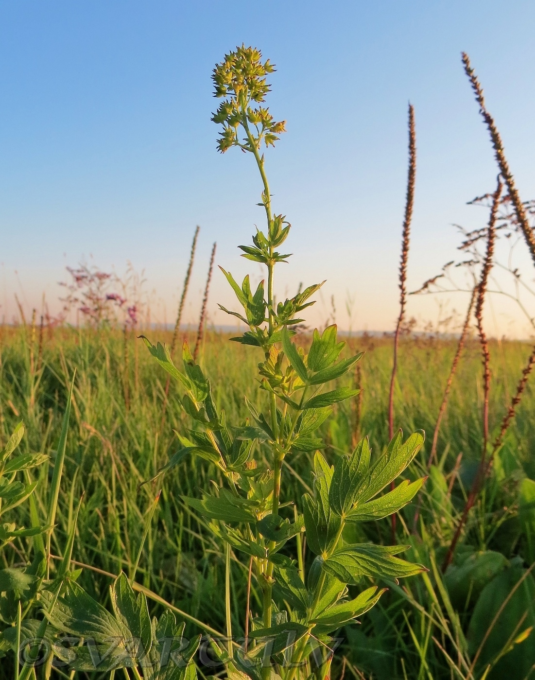 Image of Thalictrum flavum specimen.