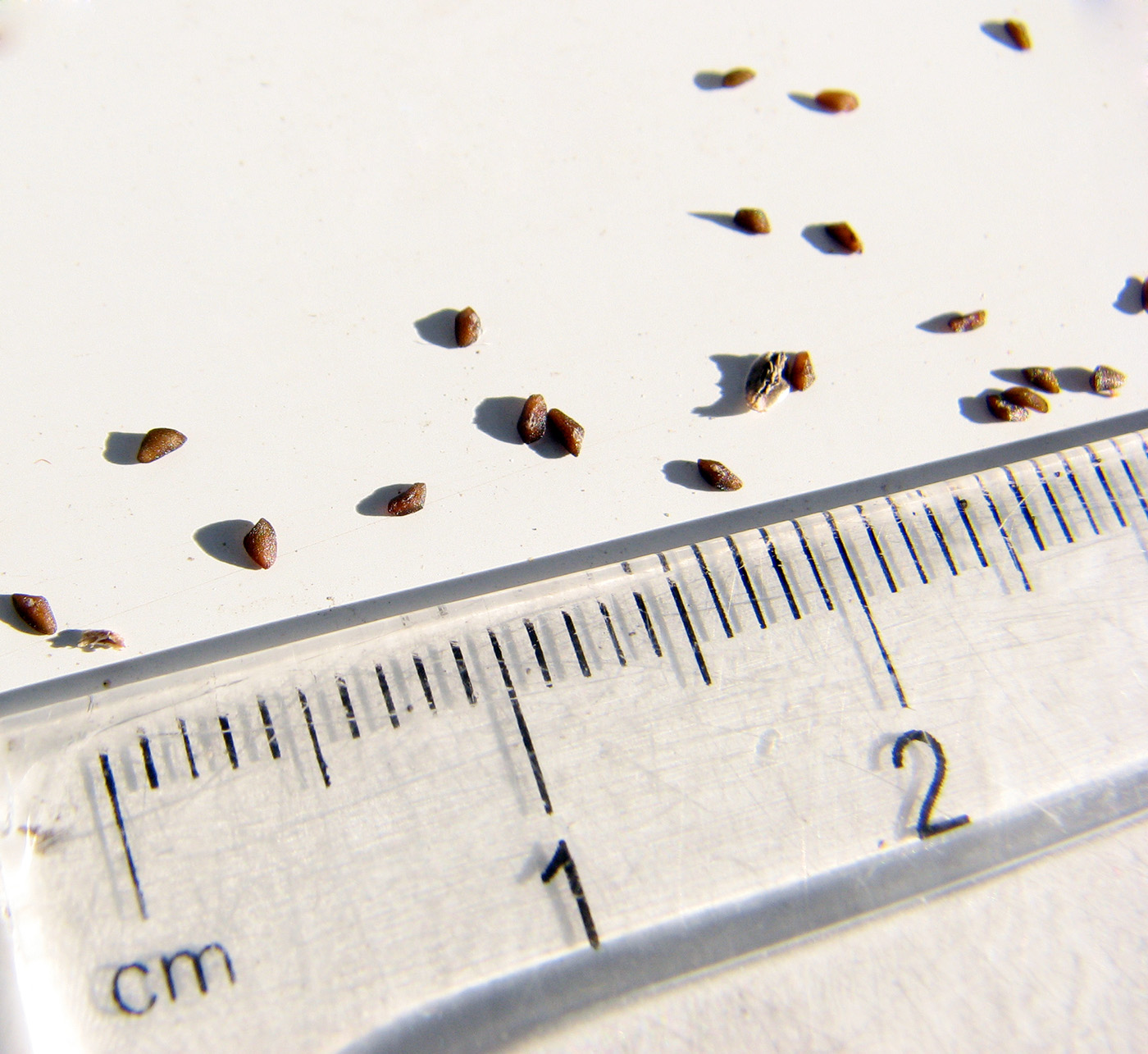 Image of Plantago major specimen.