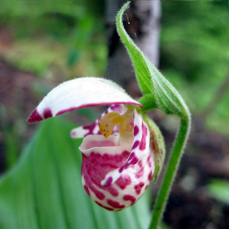 Image of Cypripedium guttatum specimen.
