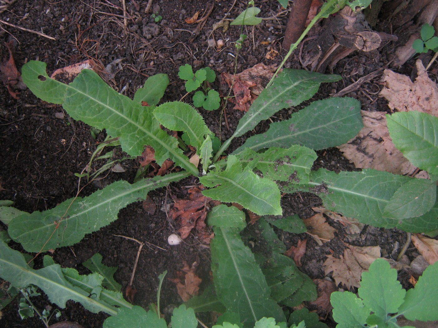 Изображение особи Sonchus arvensis.