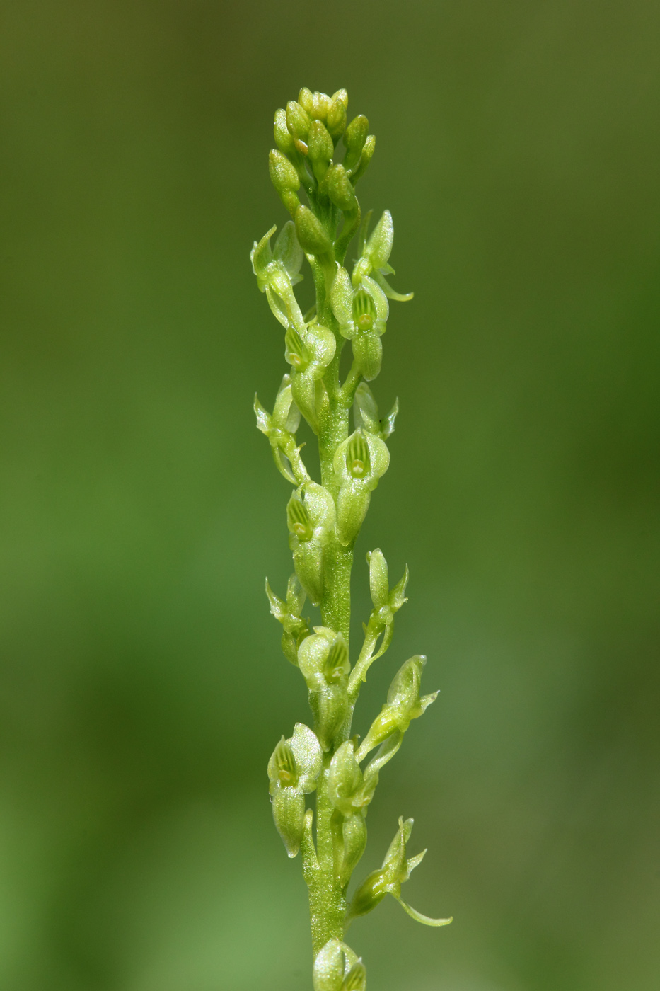 Image of Hammarbya paludosa specimen.