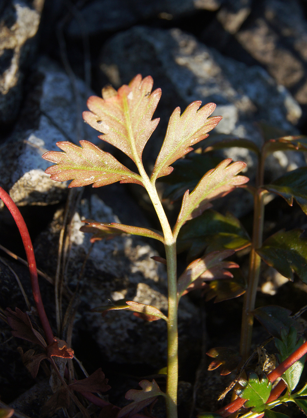 Image of Potentilla anserina ssp. groenlandica specimen.