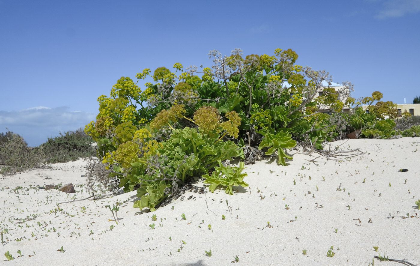 Image of Astydamia latifolia specimen.