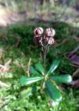 Chimaphila umbellata. Плодоносящее растение. Литва, лeвый берег Немана на границе с Белоруссией, лес Бугеда. 30.09.2016.