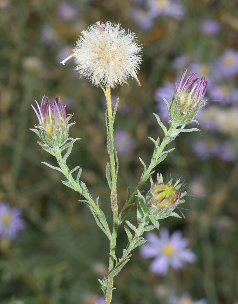 Image of Heteropappus canescens specimen.