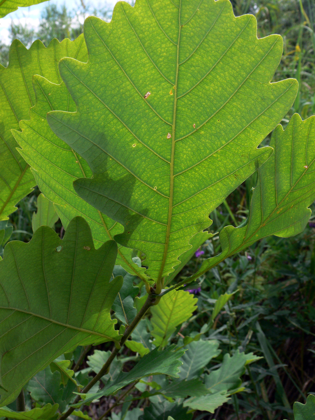 Изображение особи Quercus mongolica.