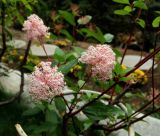 Ceanothus americanus