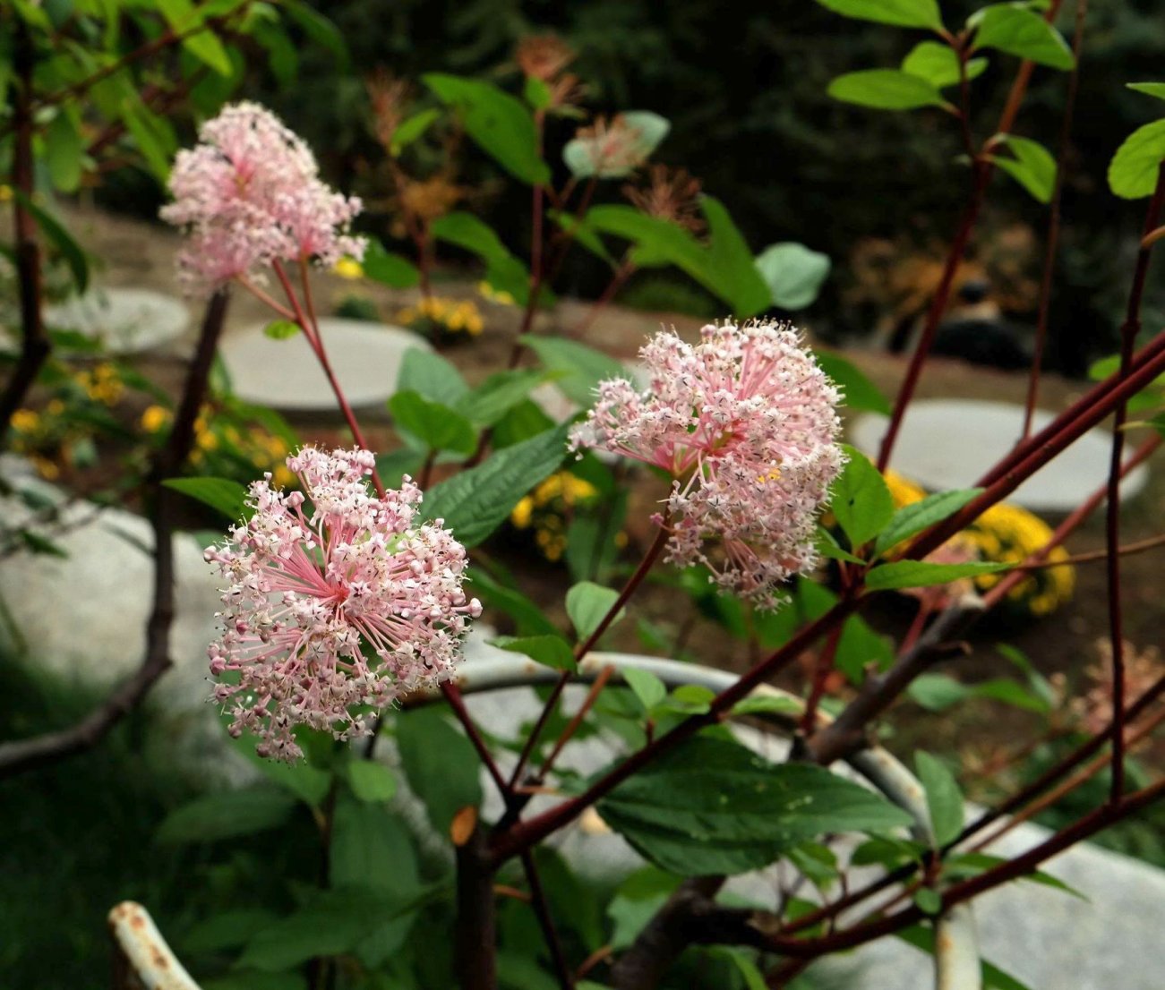 Изображение особи Ceanothus americanus.