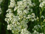 Galium boreale. Соцветие с приземлившимся жуком. Иркутская обл., Иркутский р-н, окр. с. Смоленщина, луг. 29.06.2016.