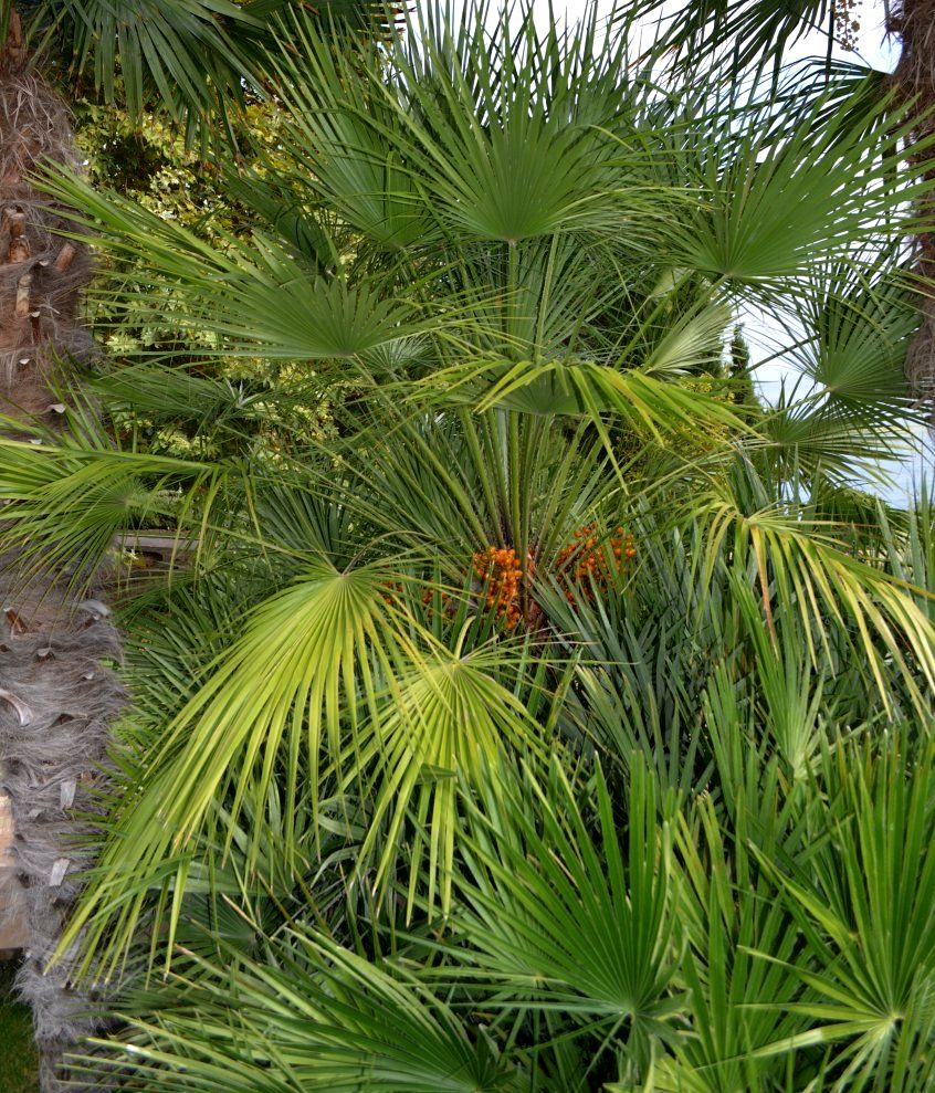 Изображение особи Chamaerops humilis.