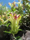 Scutellaria mesostegia