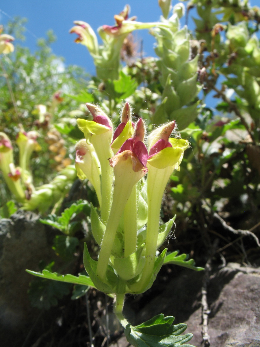 Изображение особи Scutellaria mesostegia.