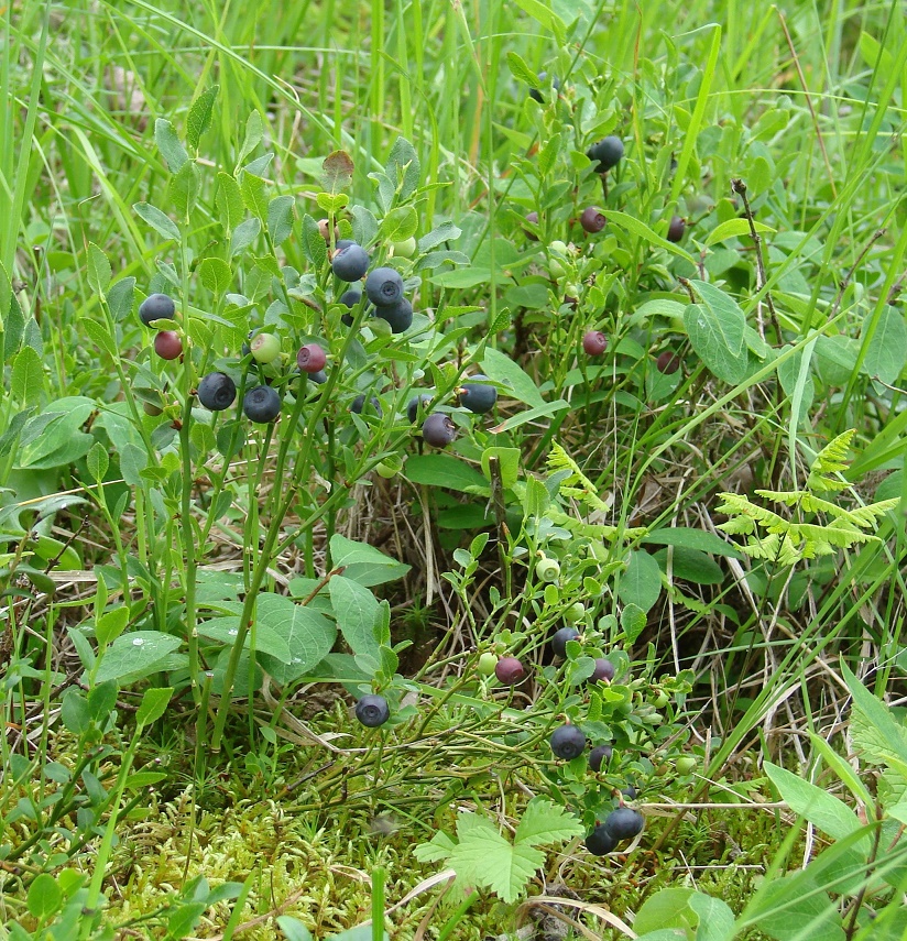 Изображение особи Vaccinium myrtillus.