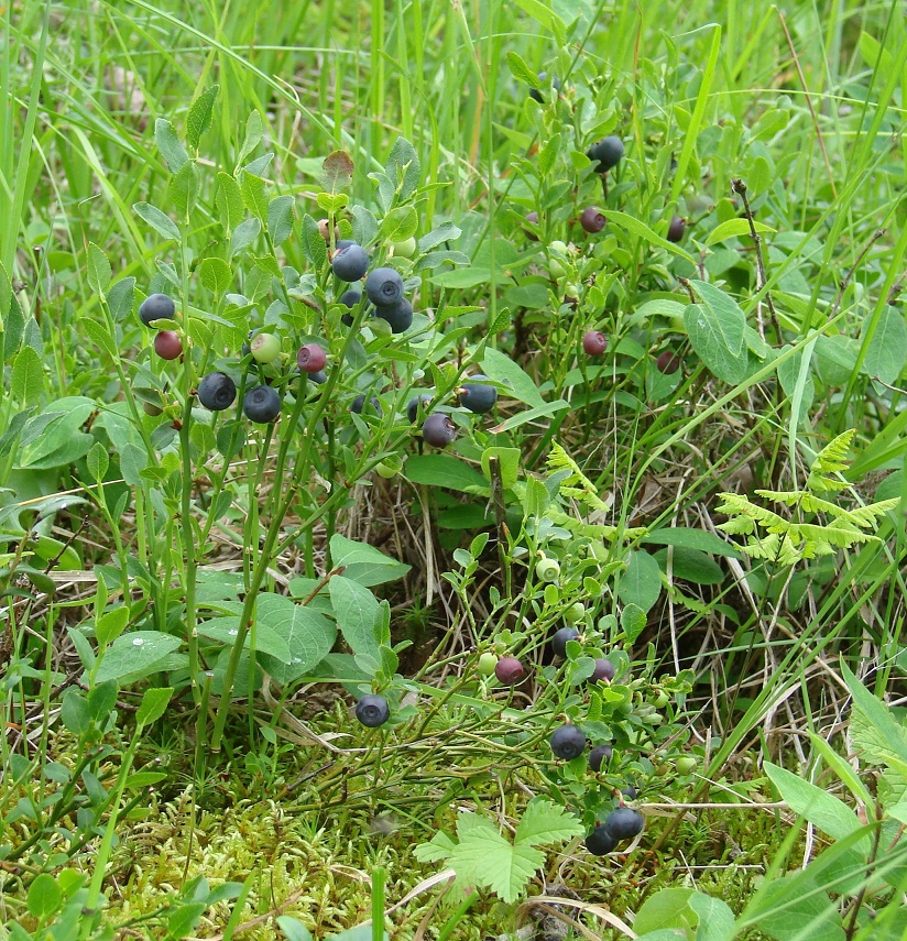 Image of Vaccinium myrtillus specimen.