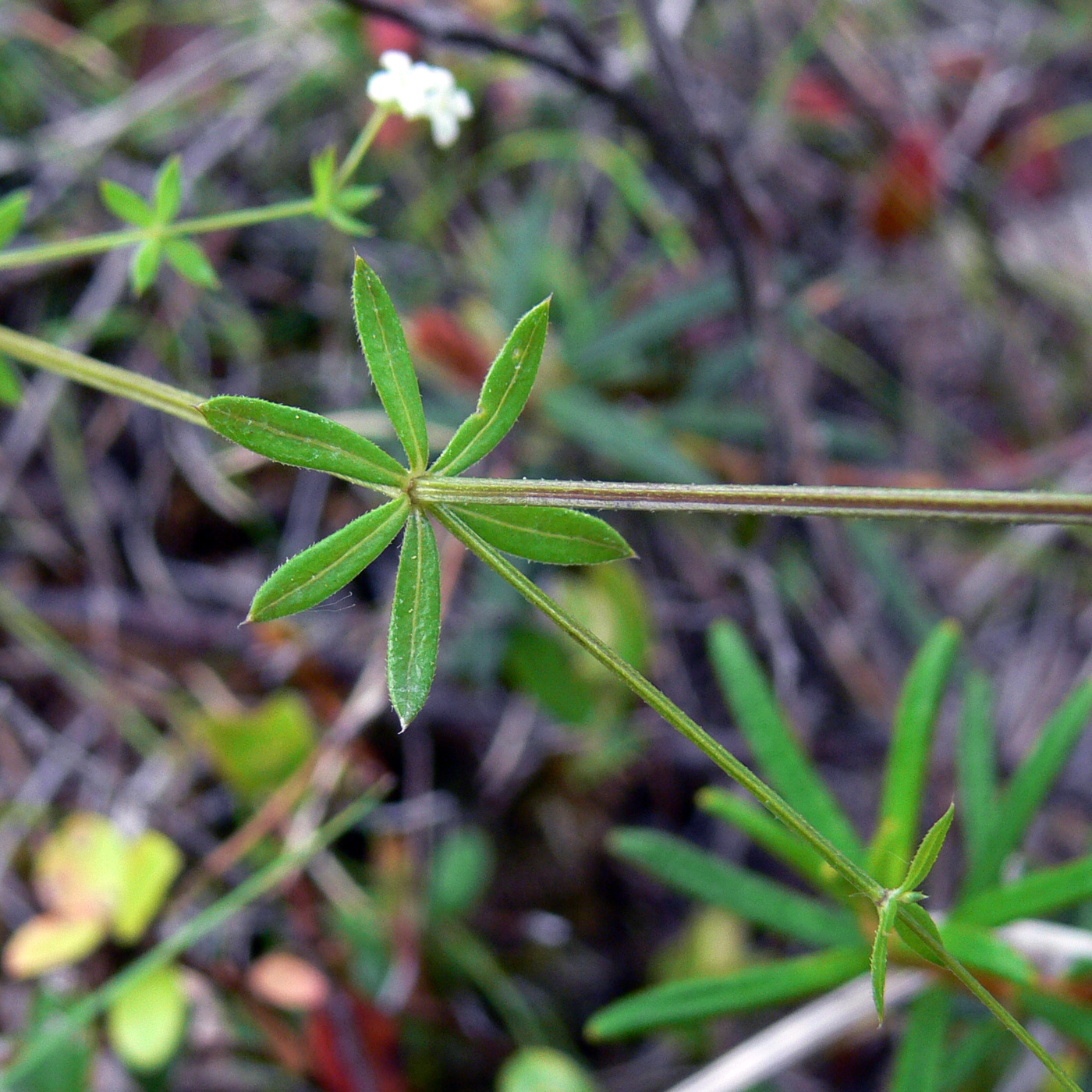 Изображение особи Galium uliginosum.