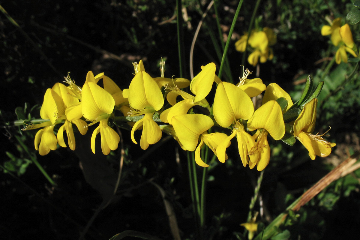 Изображение особи Genista pilosa.