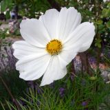 Cosmos bipinnatus. Соцветие. Швеция, г. Стокгольм, о-в Юргорден. 30.06.2008.