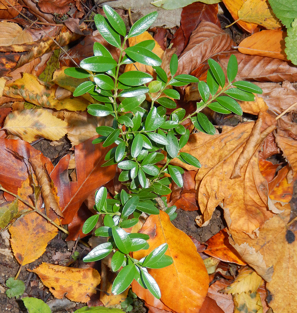 Image of Buxus colchica specimen.