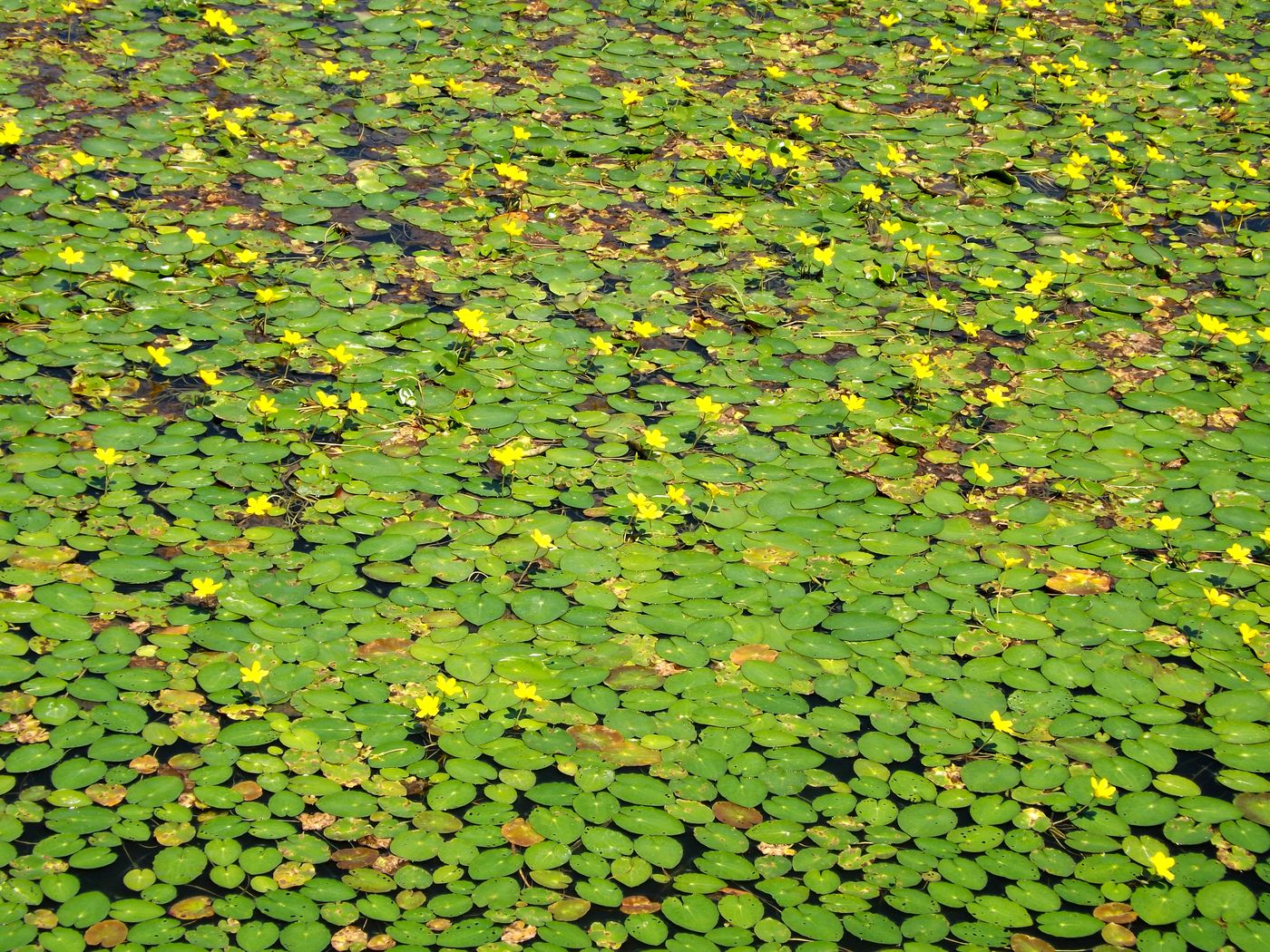 Изображение особи Nymphoides peltata.