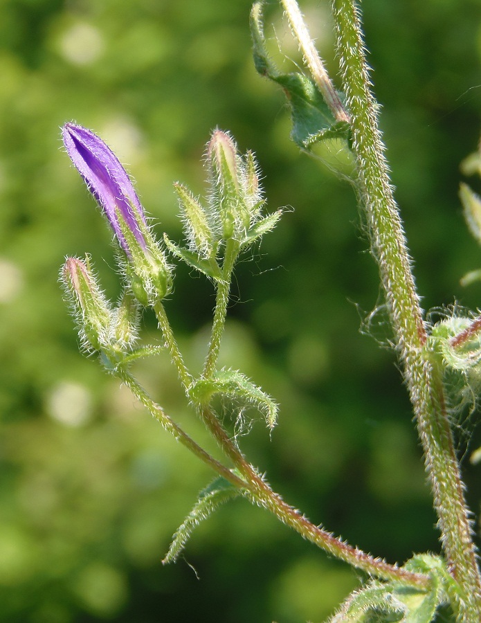 Image of Campanula sibirica specimen.