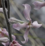 Matthiola fruticulosa