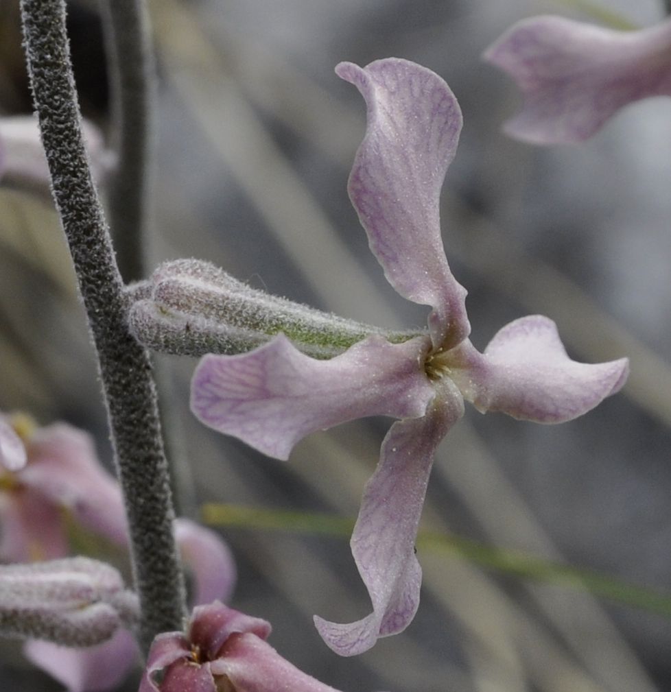 Изображение особи Matthiola fruticulosa.