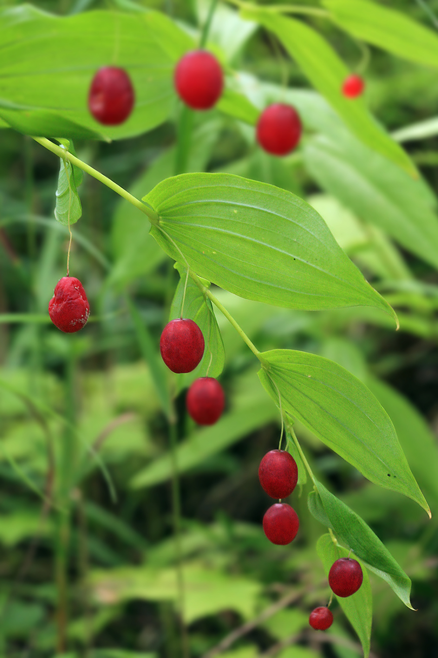 Изображение особи Streptopus amplexifolius.