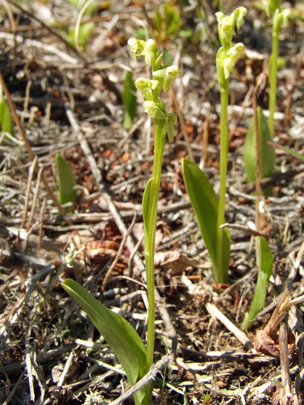 Изображение особи Platanthera oligantha.