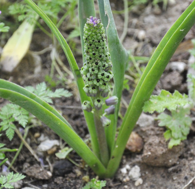 Image of Leopoldia comosa specimen.