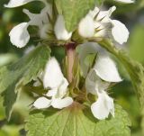 Lamium moschatum