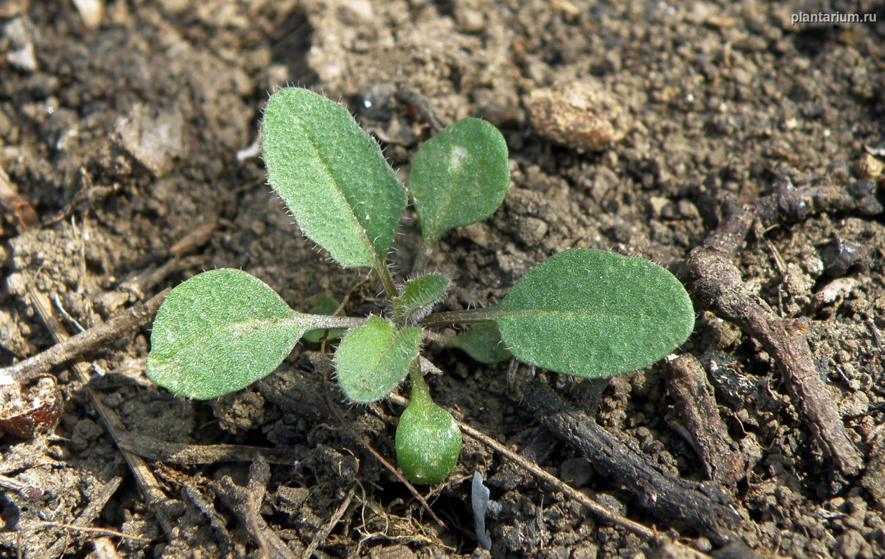 Image of Sisymbrium loeselii specimen.