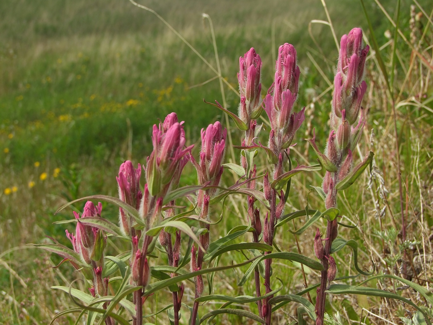 Изображение особи Castilleja rubra.