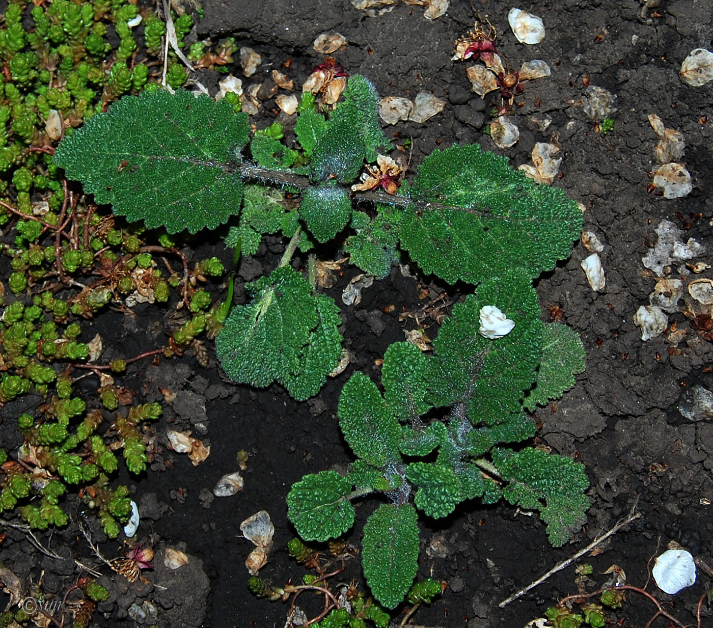 Image of Salvia sclarea specimen.