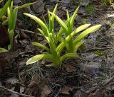 Hemerocallis × hybrida. Молодые побеги. Московская обл., Раменский р-н, окр. дер. Хрипань, садовый участок. 30.04.2017.