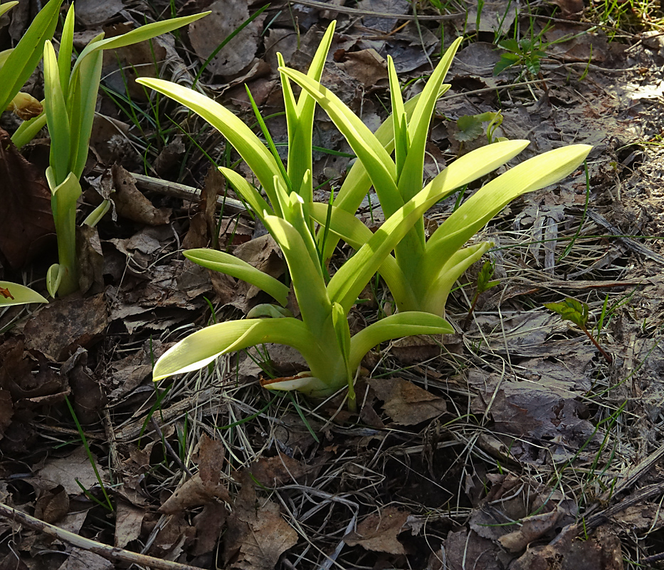 Image of Hemerocallis &times; hybrida specimen.