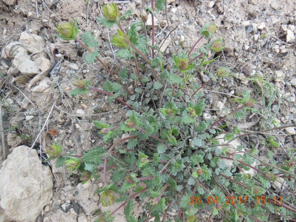 Image of Scutellaria darriensis specimen.