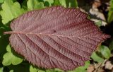 Corylus avellana