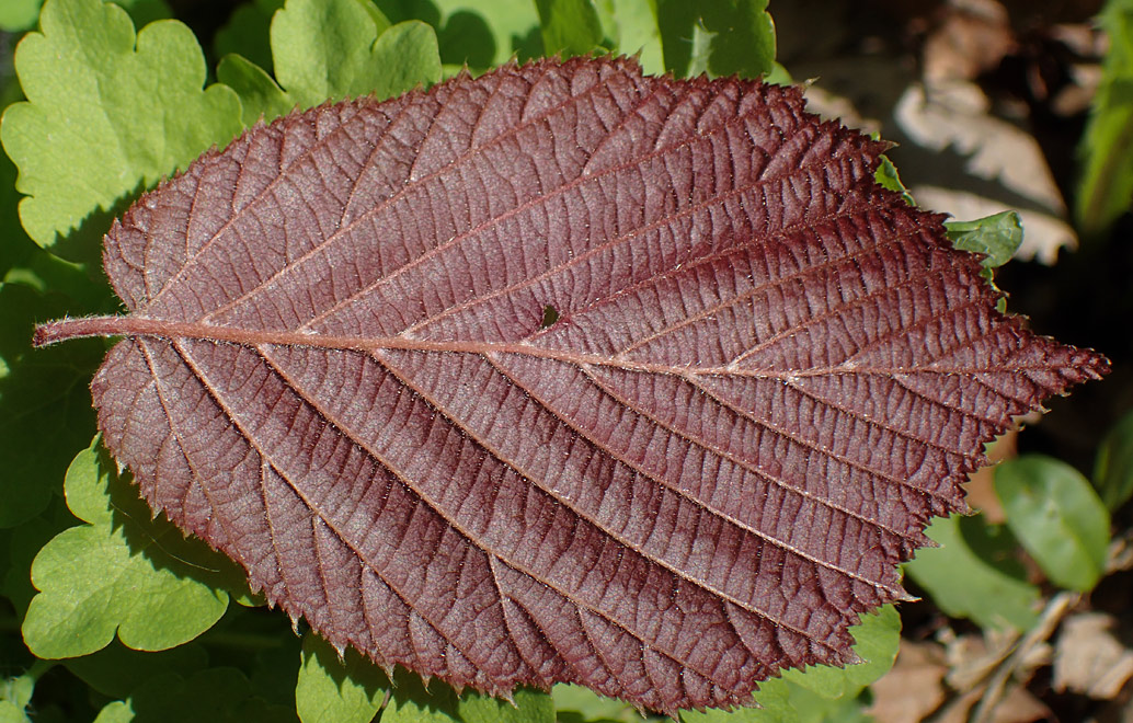 Image of Corylus avellana specimen.