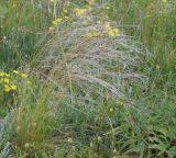 genus Stipa. Плодоносящее растение. Ростовская обл., Неклиновский р-н, Фёдоровское с/п, дол. р. Сухой Еланчик, на каменистом склоне. 02.06.2017.