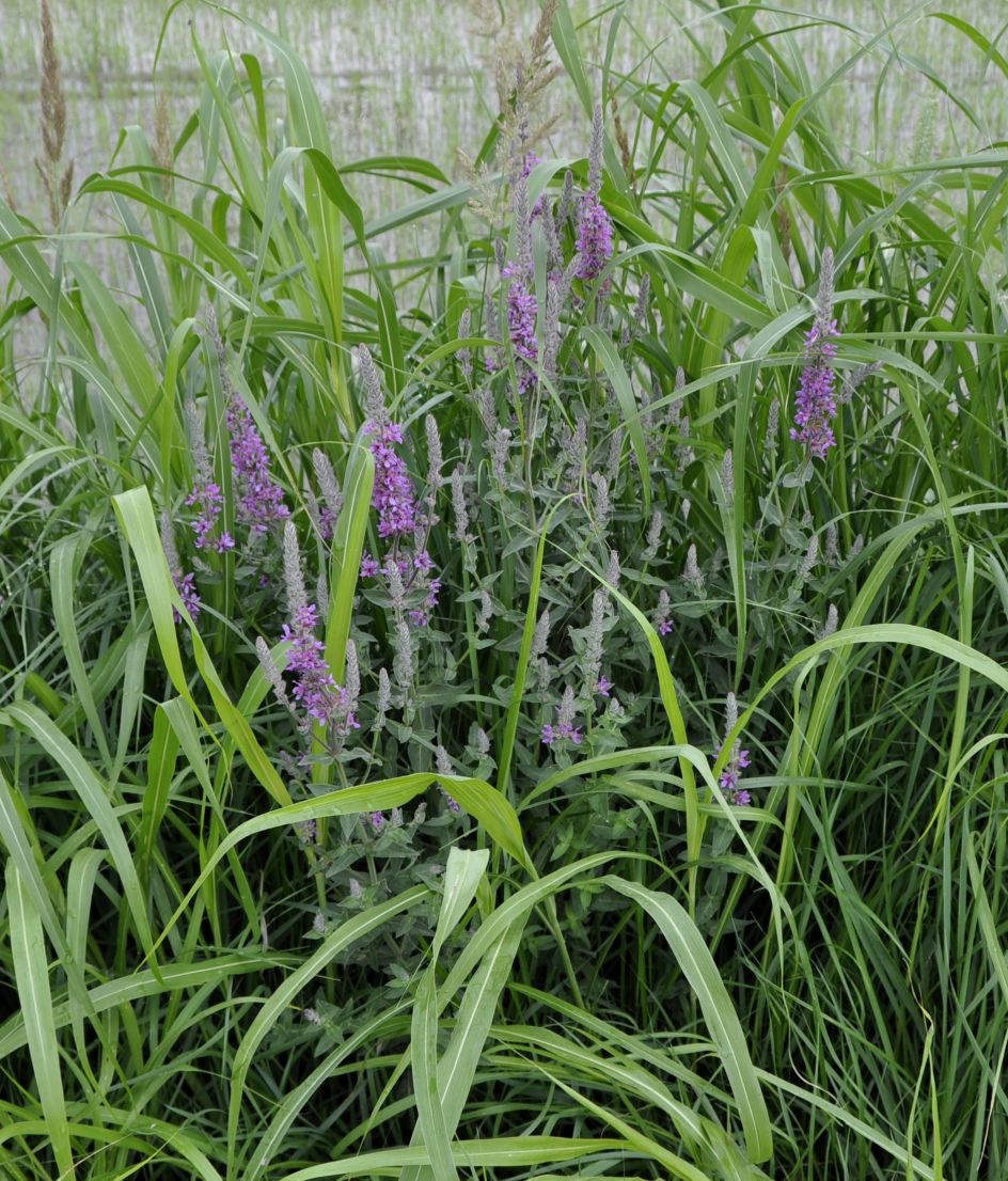 Image of Lythrum tomentosum specimen.