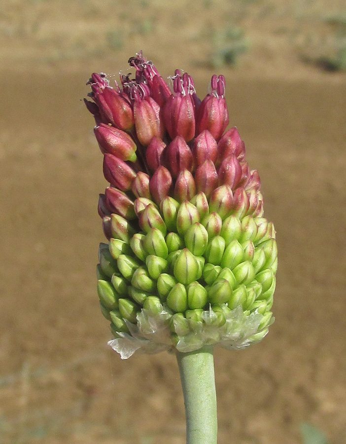 Image of Allium regelianum specimen.