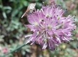 Allium strictum