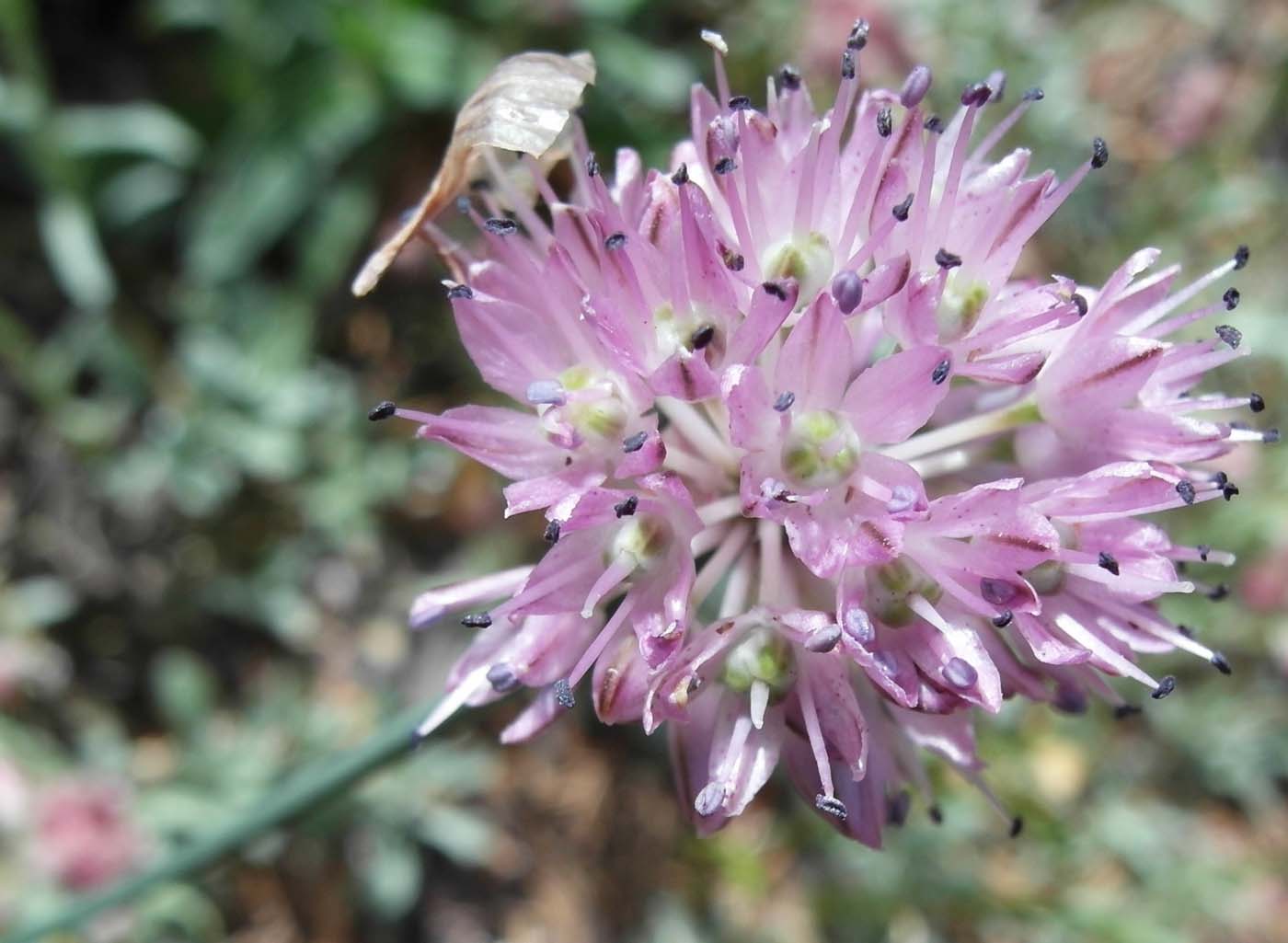 Image of Allium strictum specimen.