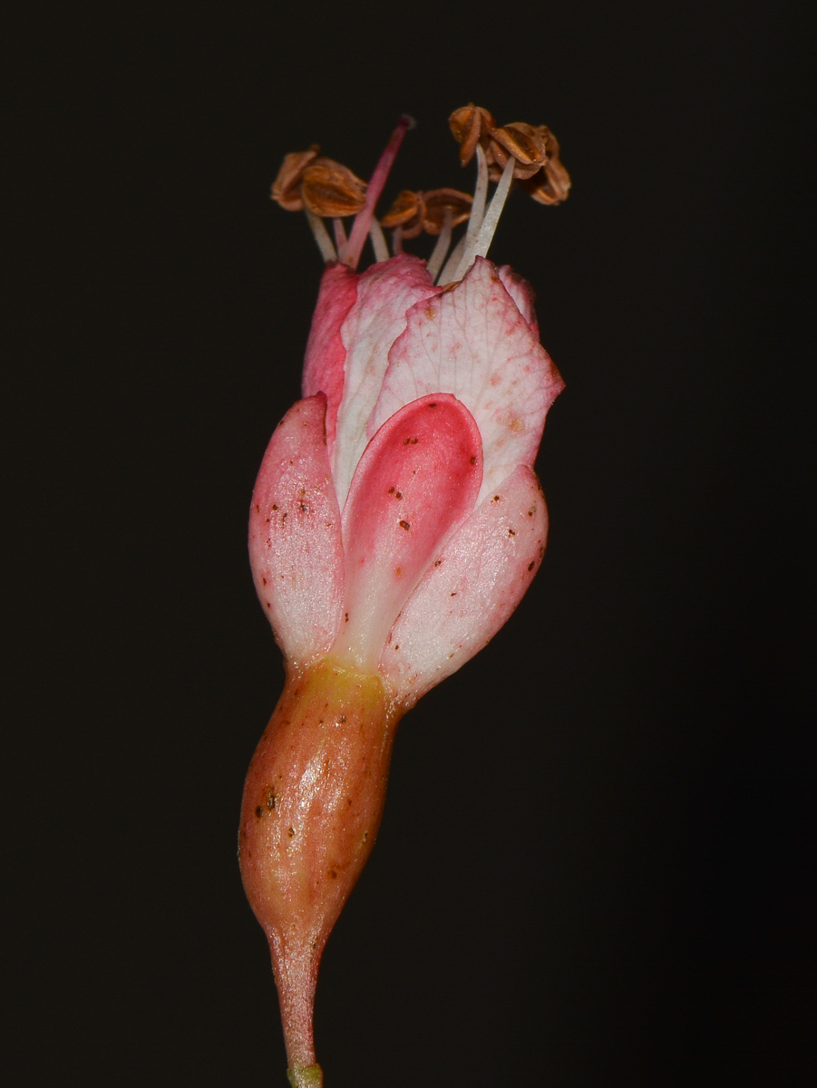 Image of Schotia afra specimen.