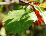 Crataegus chlorocarpa