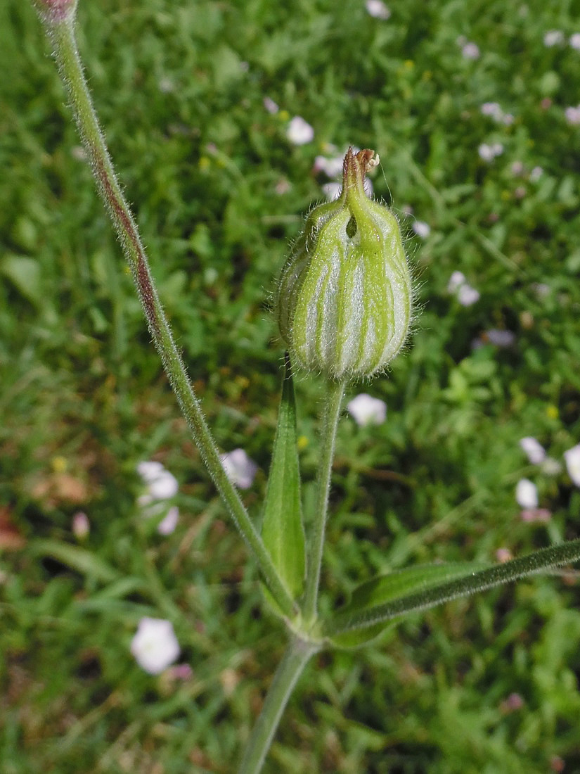 Image of Melandrium album specimen.